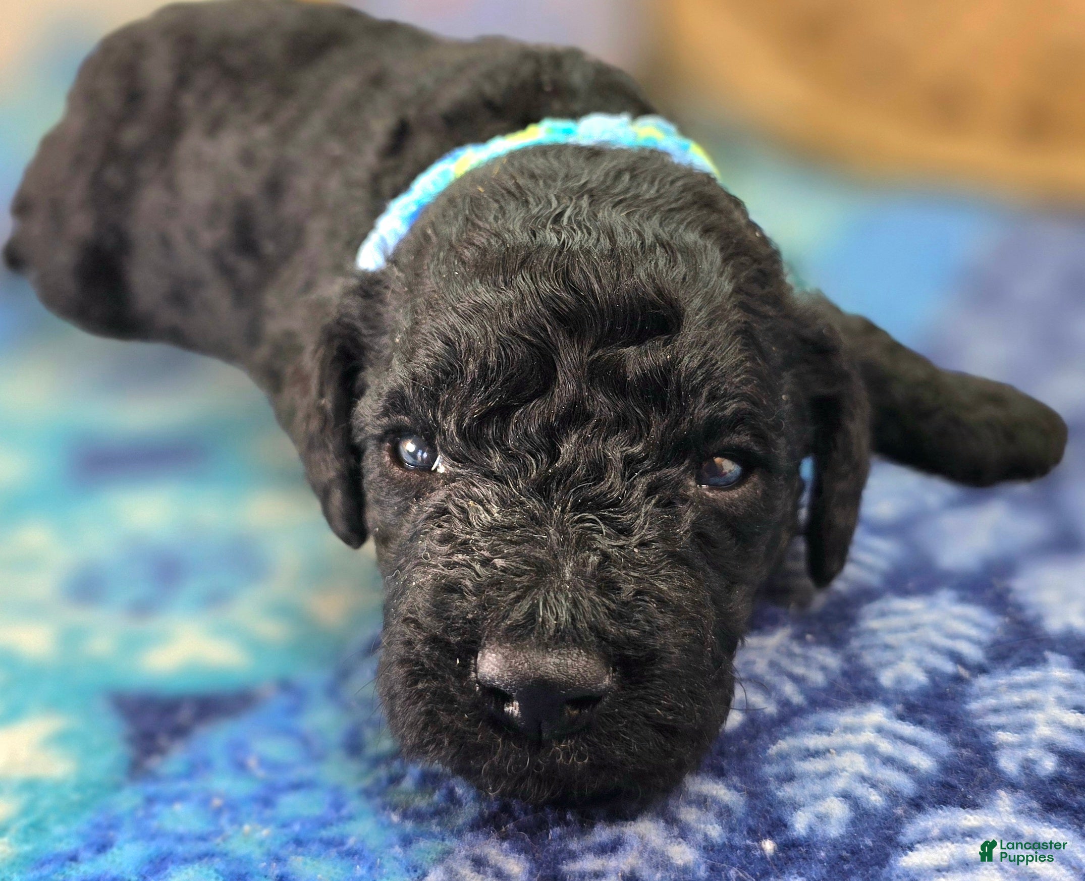 Cockapoo dogs Somber - Ad 7