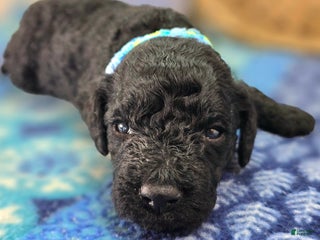 Cockapoo dogs Somber - Ad 39