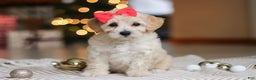 Maltipoo dogs for sale: Rosie - Ad 2