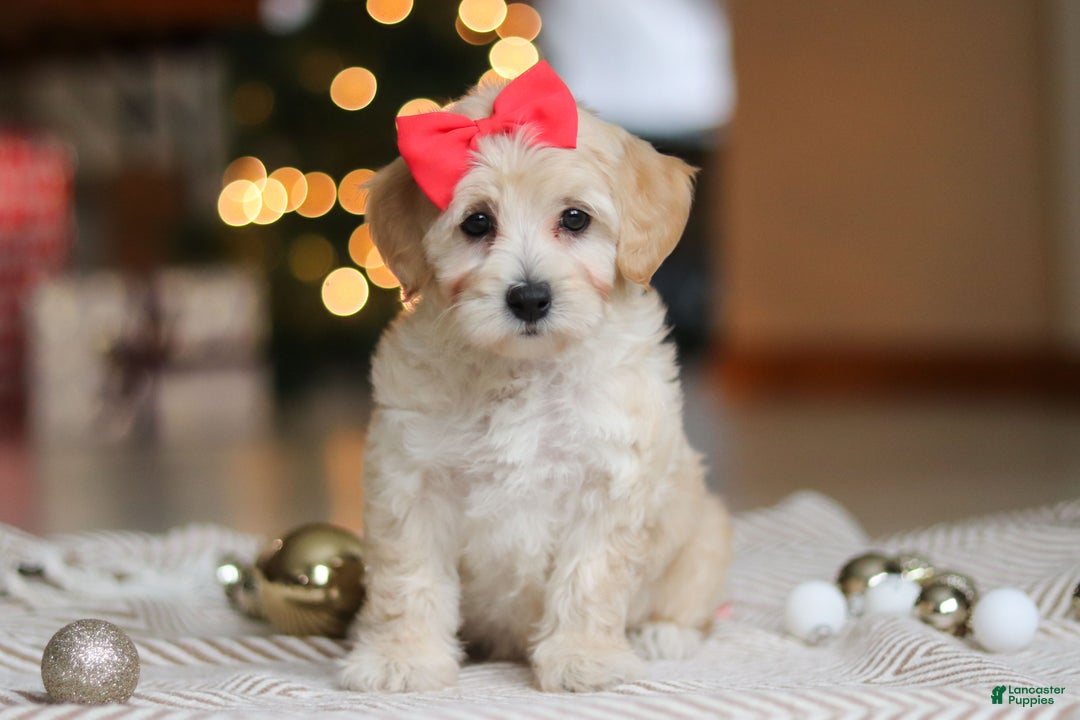 Maltipoo dogs for sale: Rosie - Ad 2