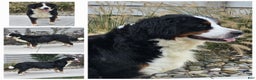 Miniature Bernese Mountain Dog dogs for sale: Midnight - Ad 5