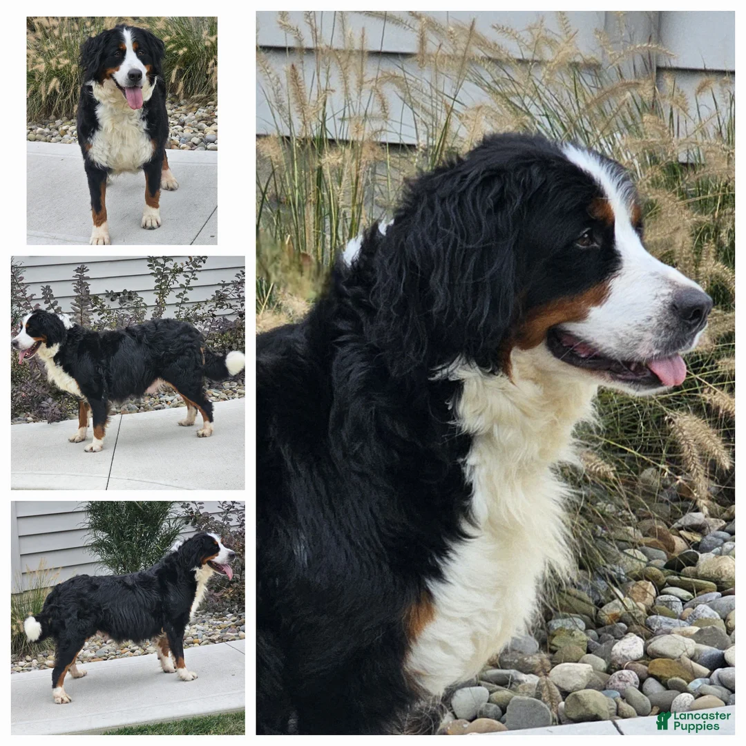 Miniature Bernese Mountain Dog dogs for sale: Midnight - Ad 5