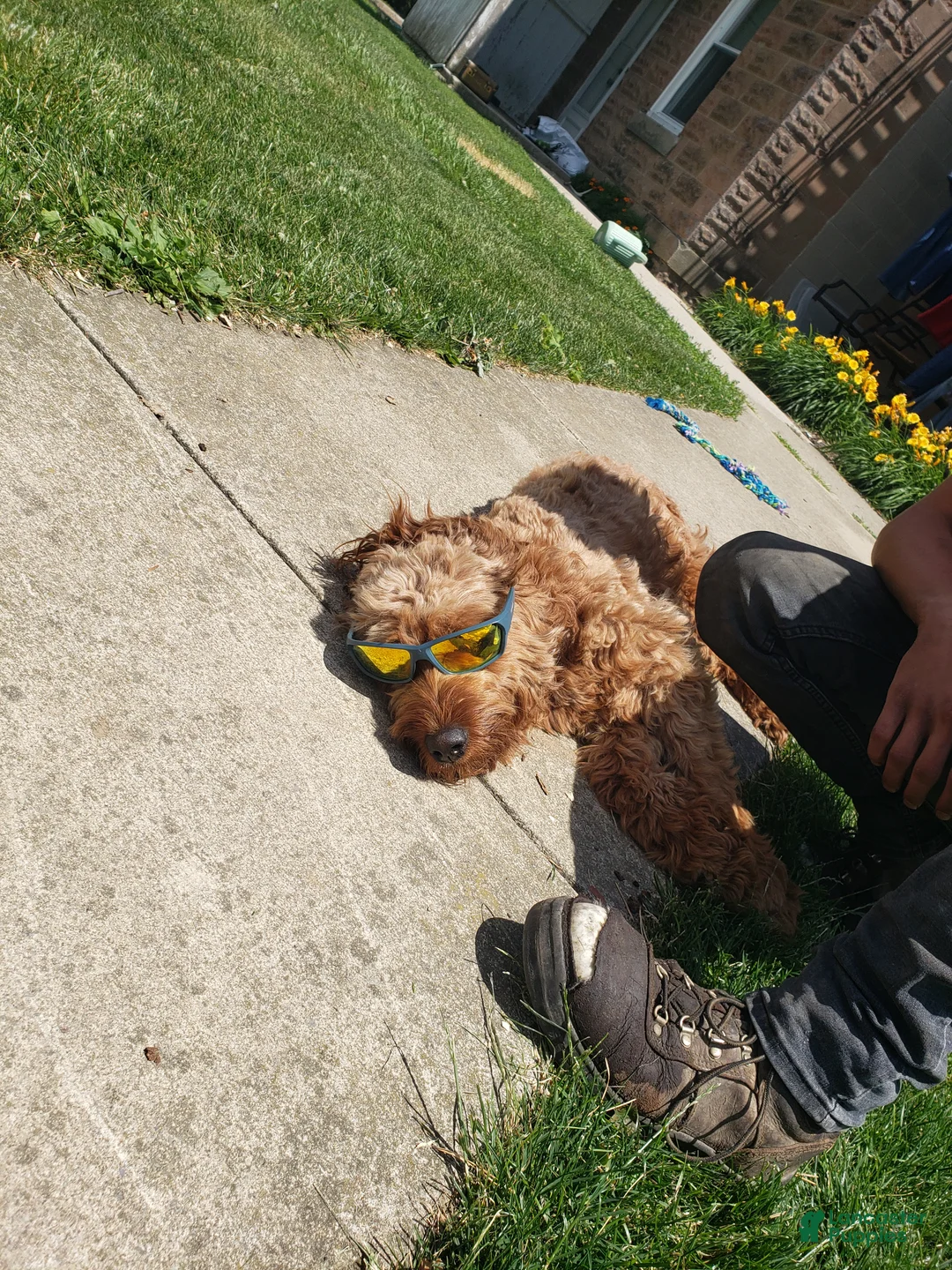 Mixed Breed dogs for sale: Mixed Breed 8 Oliver - Ad 5
