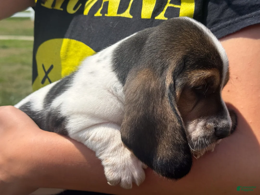 Basset Hound dogs for sale: Snoopy - Ad 2