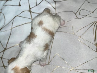 Shih Tzu dogs Daisy - Ad 5