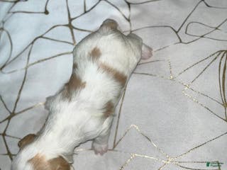 Shih Tzu dogs Daisy - Ad 29