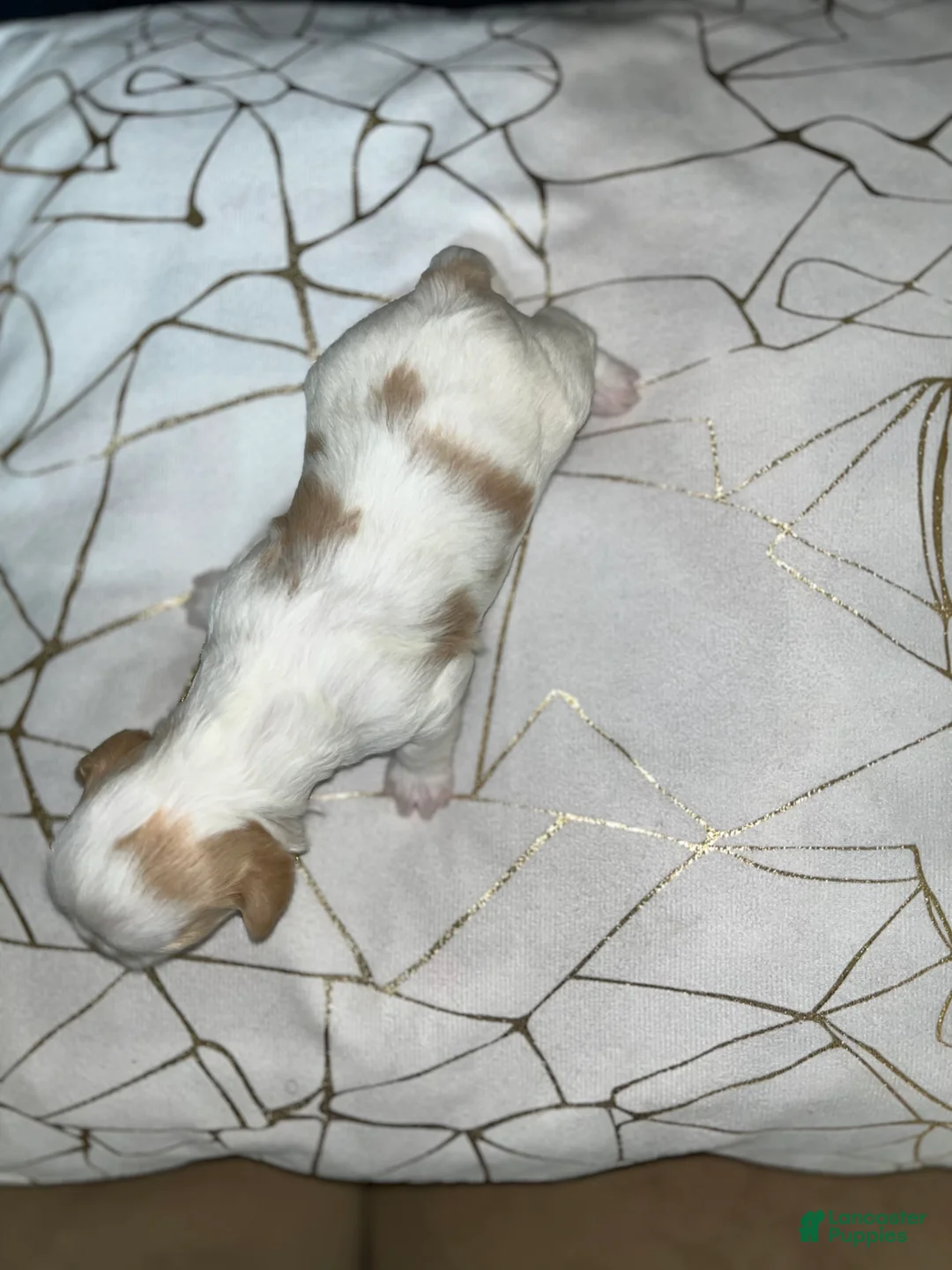 Shih Tzu dogs for sale: Daisy - Ad 1