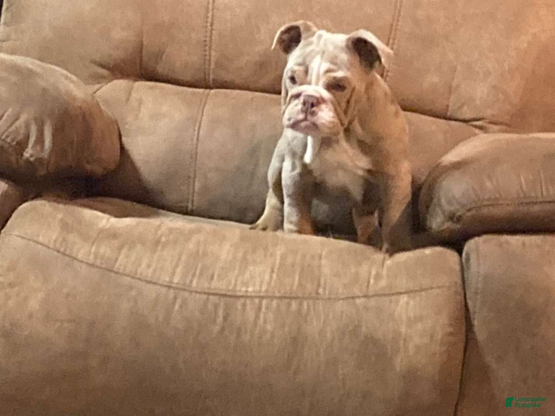 English Bulldog dogs for sale: Petunia - Ad 6