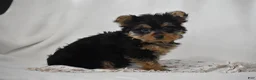 Yorkshire Terrier dogs for sale: Fairy - Ad 8