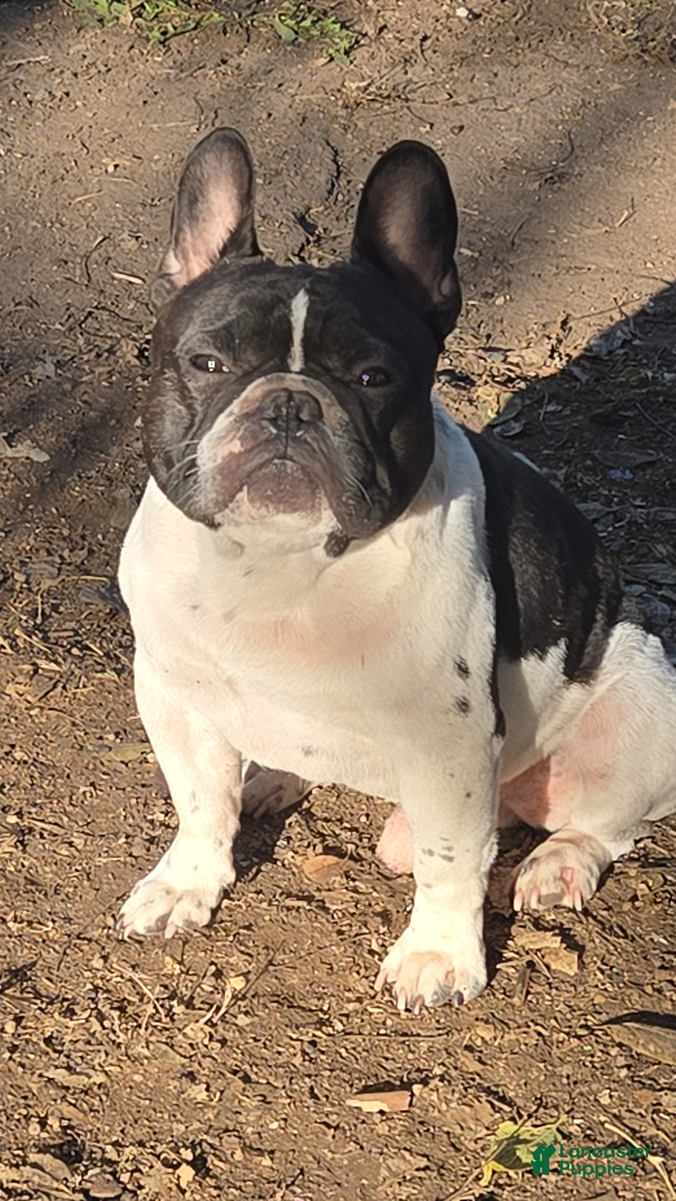 French Bulldog dogs Maui  - Ad 15