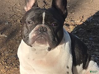 French Bulldog dogs Maui - Ad 42