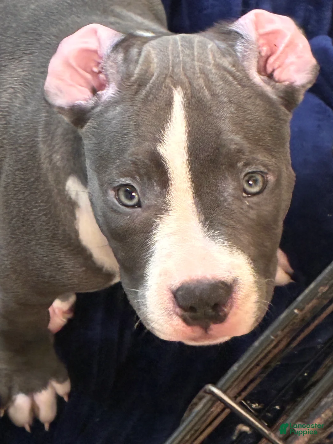 American Bully dogs for sale: American Bully 2 - Ad 2