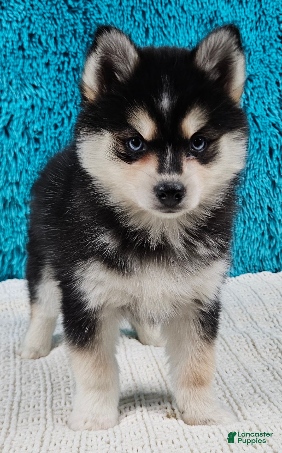 Pomsky dogs for sale: Bronco  - Ad 3