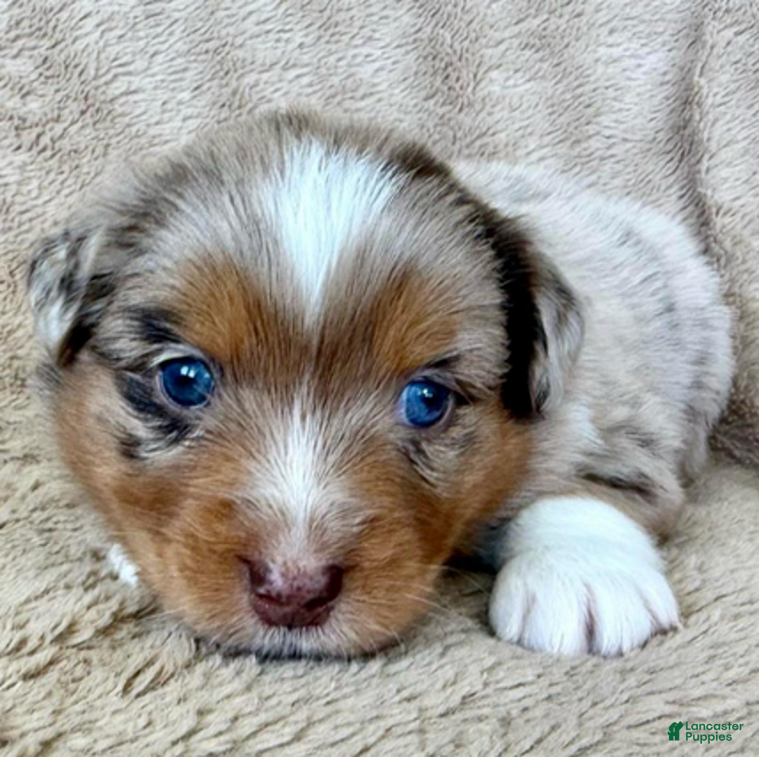 Miniature Australian Shepherd dogs for sale: Uriah - Ad 3