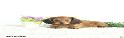Miniature Dachshund dogs for sale: Rowan - Ad 4
