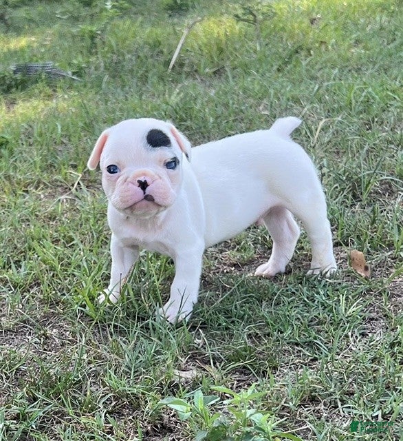 Frenchton dogs Frenchton 2 - Ad 2