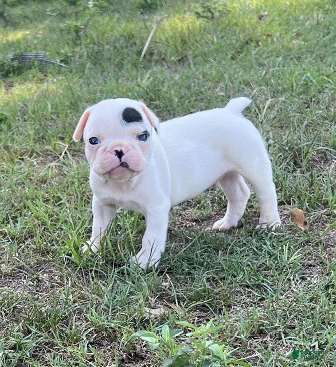 Frenchton dogs for sale: Frenchton 2 - Ad 2