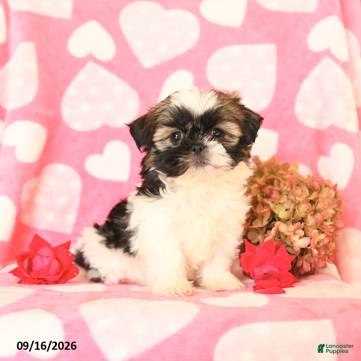 Shih Tzu dogs Candy - Ad 2