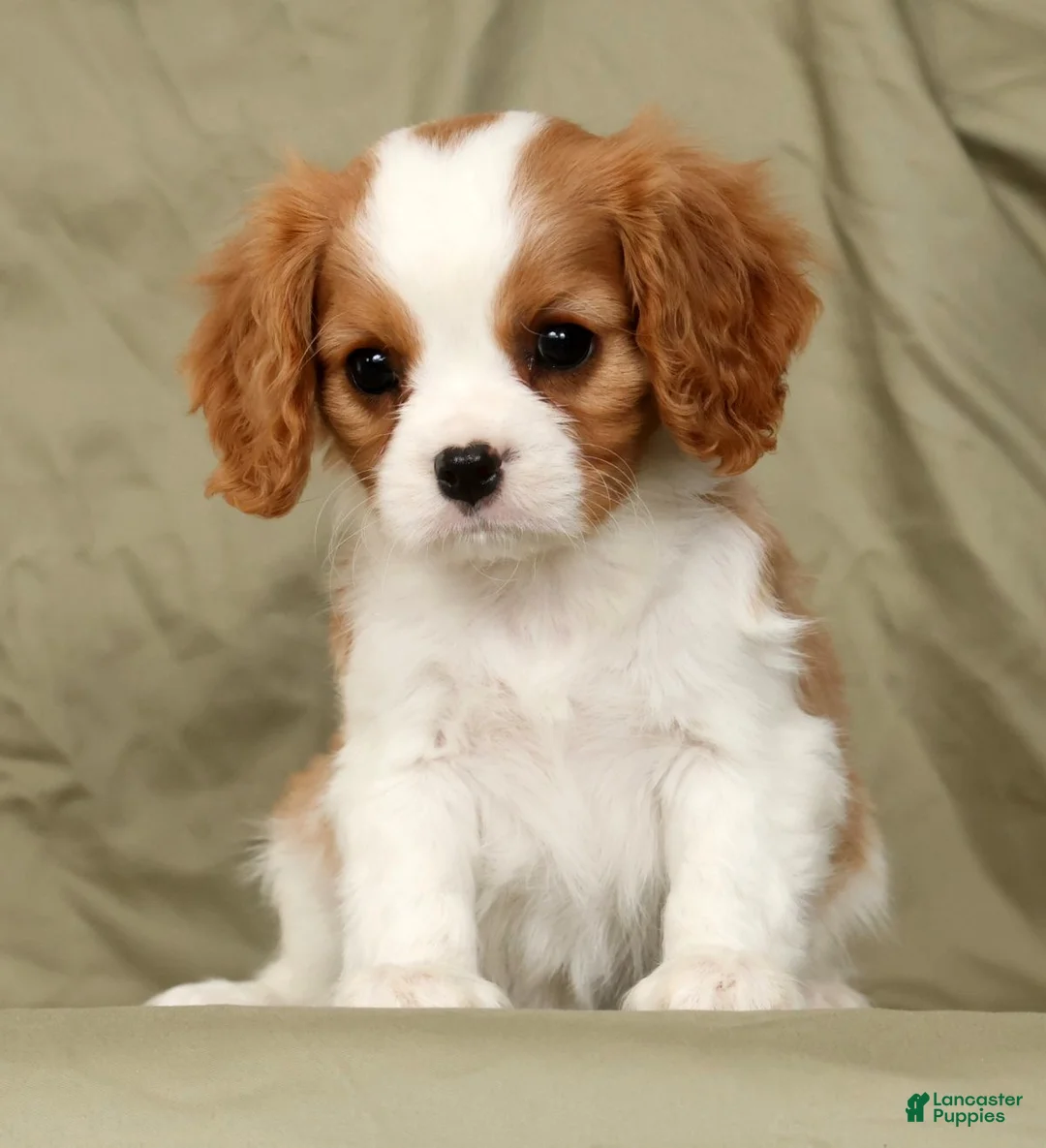 Cavalier King Charles Spaniel dogs for sale: Macy - Ad 2