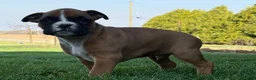 Boxer dogs for sale: Sunny - Ad 5