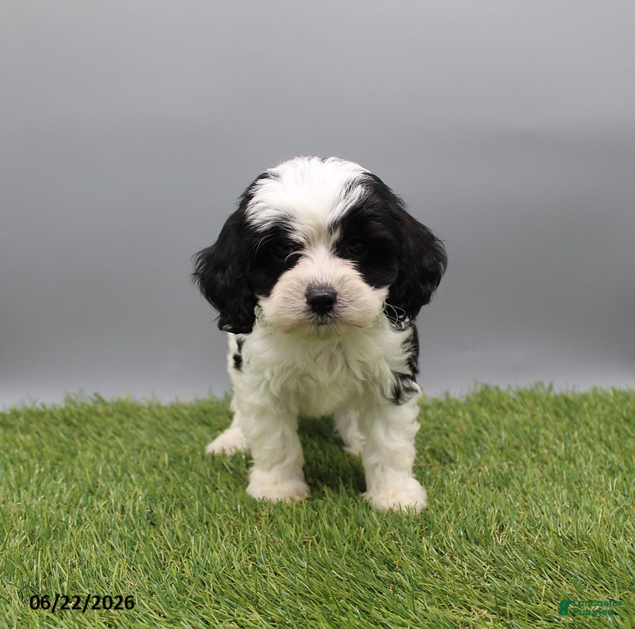 Cockapoo dogs Travis - Ad 2