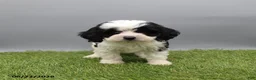 Cockapoo dogs for sale: Travis - Ad 2