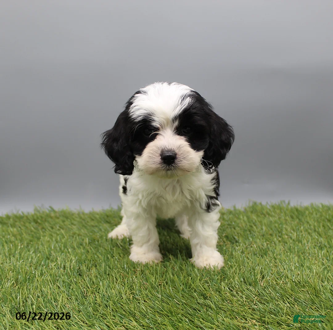 Cockapoo dogs for sale: Travis - Ad 2