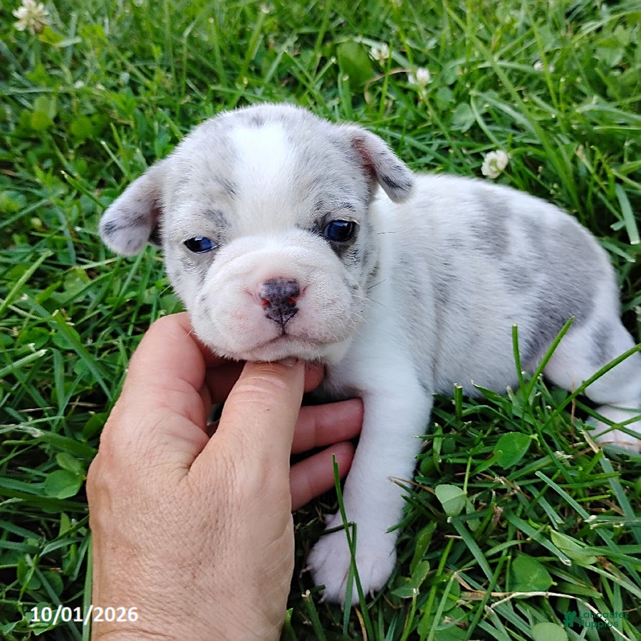 Boston Terrier dogs Rihanna - Ad 1