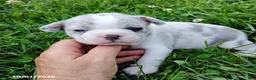 Boston Terrier dogs for sale: Rihanna - Ad 1