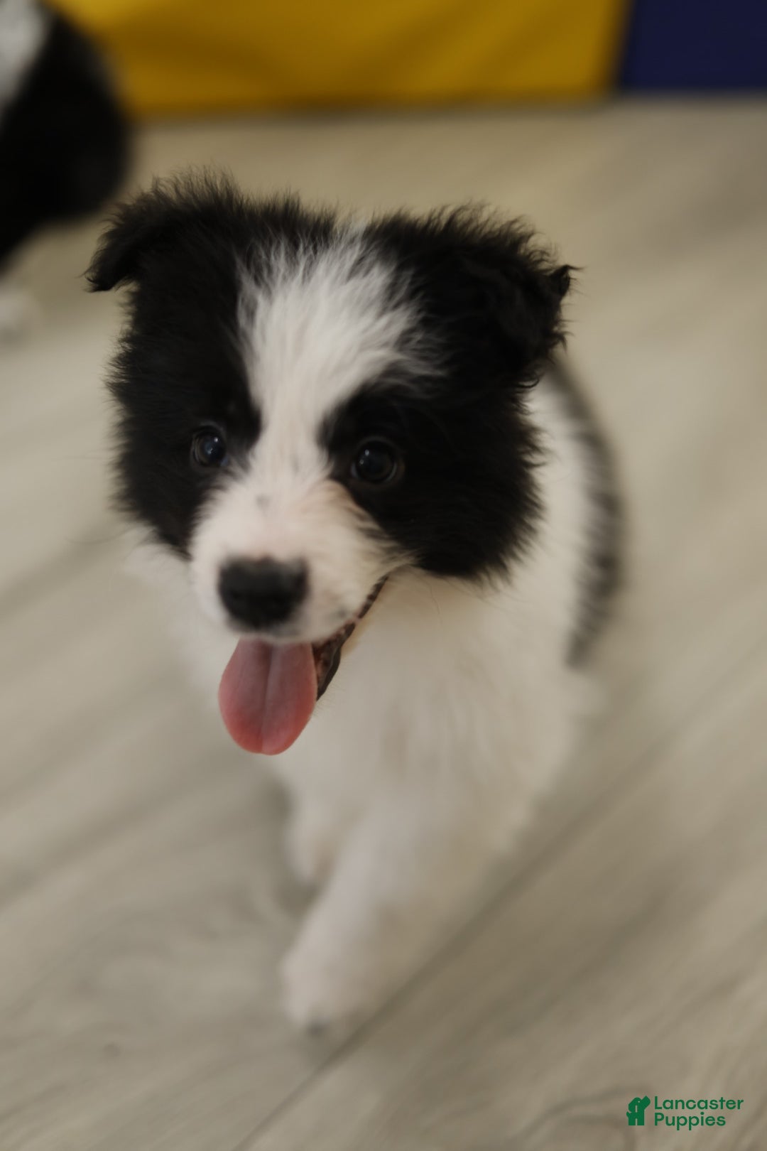 Border Collie dogs Border Collie Puppy 2 - Ad 6