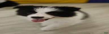 Border Collie Puppy 2