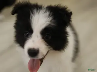 Border Collie dogs Border Collie Puppy 2 - Ad 3