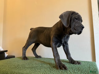 Cane Corso dogs - Ad 3