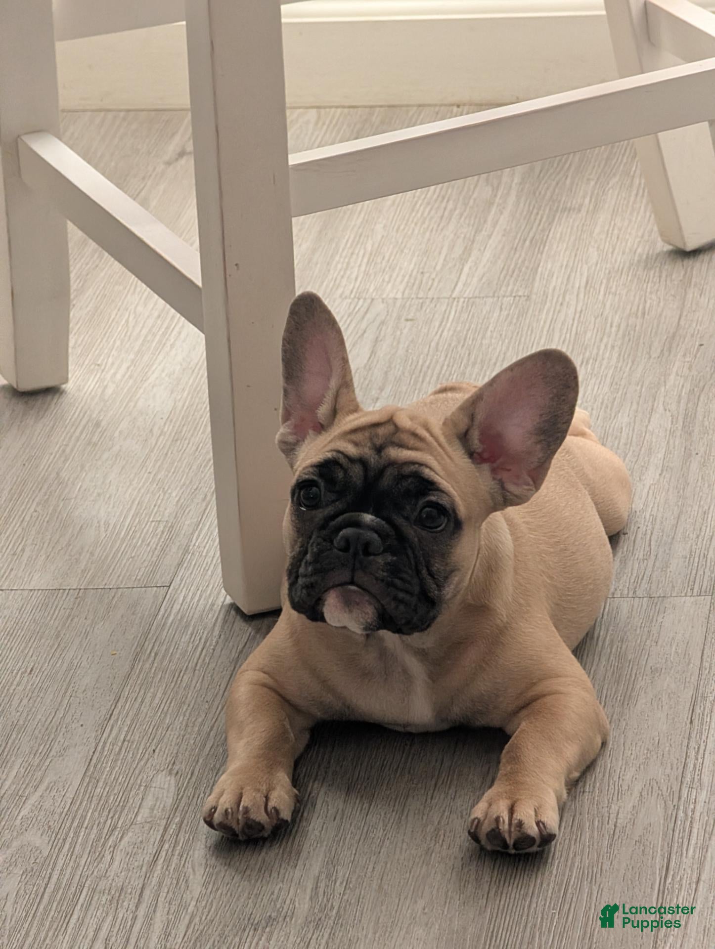 French Bulldog dogs French Bulldog Girl - Ad 36