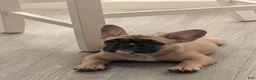 French Bulldog dogs for sale: French Bulldog Girl - Ad 1