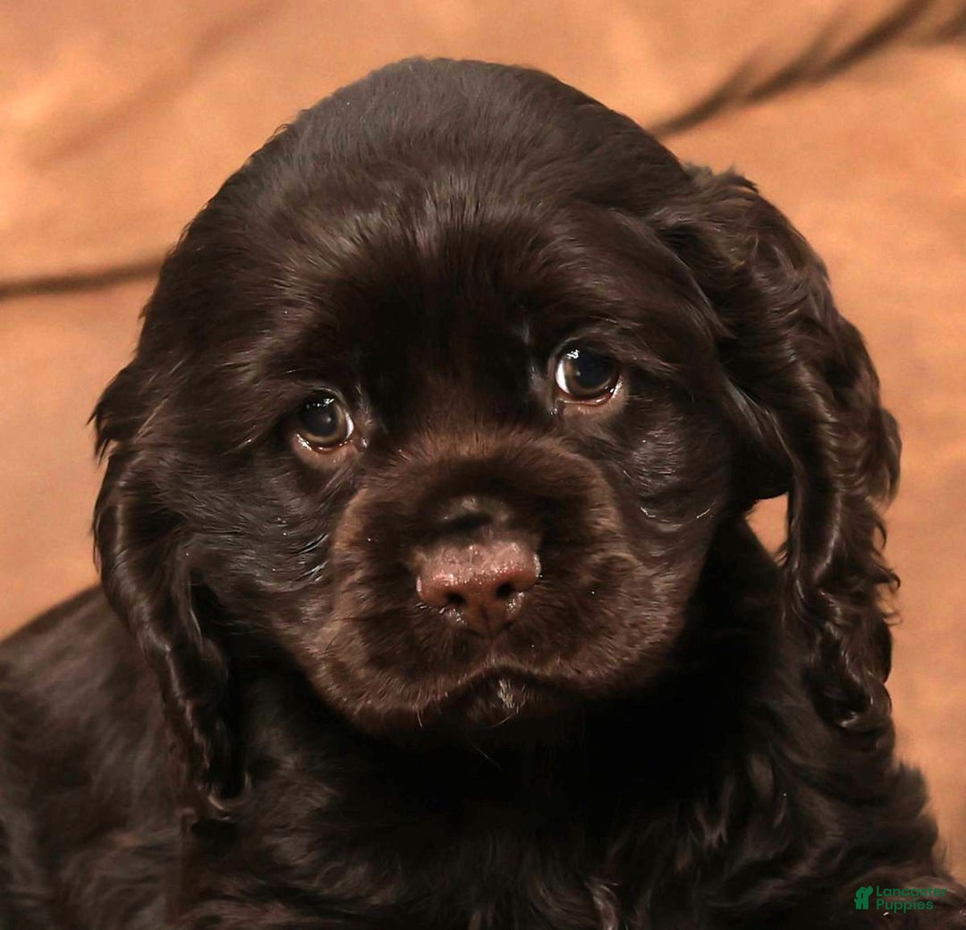 Cocker Spaniel dogs for sale: Dasher - Ad 9