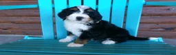 Mini Bernedoodle dogs for sale: Brayden - Ad 6
