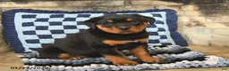 Rottweiler dogs for sale: Ranger - Ad 2