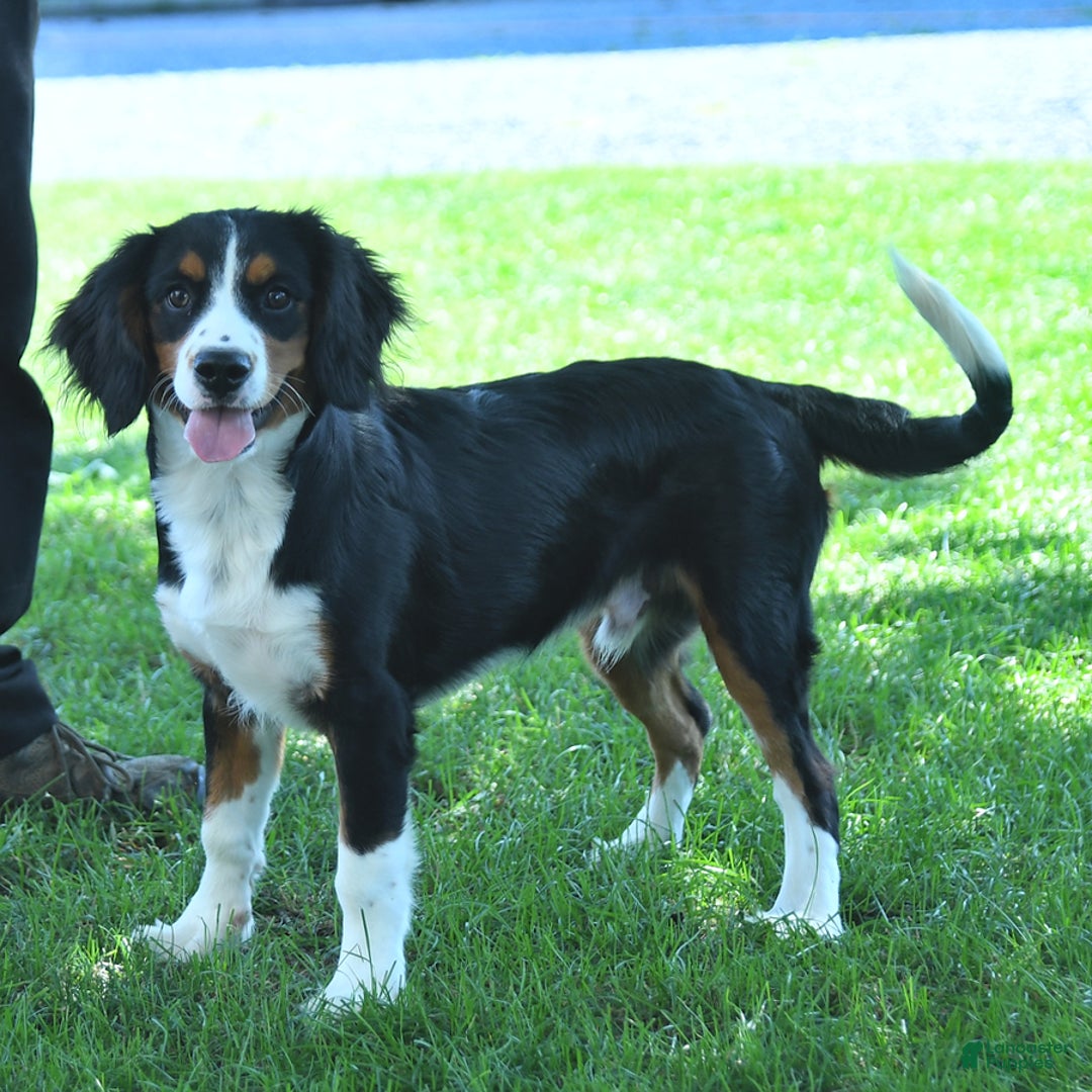 Mountain Dog Mix Bernese X Border Collie Shop Bernese X Border
