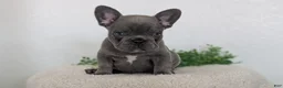 French Bulldog dogs for sale: Nash - Ad 3