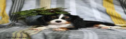 Cavalier King Charles Spaniel dogs for sale: Julies - Ad 4