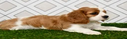 Cavalier King Charles Spaniel dogs for sale: Sarge  - Ad 3