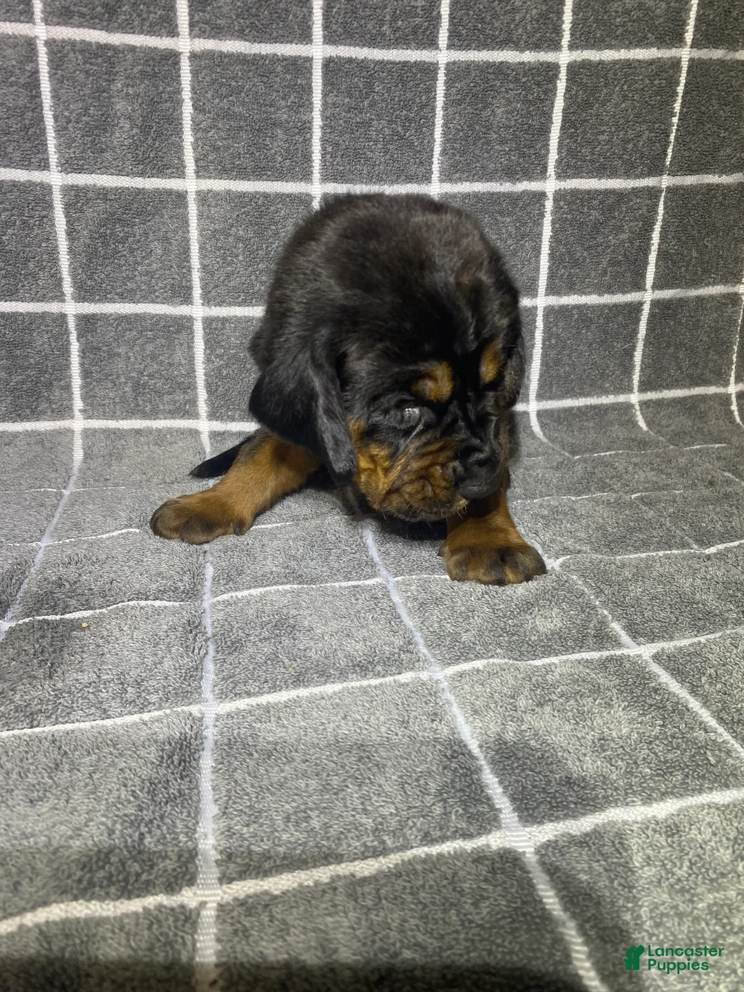 Bloodhound dogs for sale: Brown Collar - Ad 1