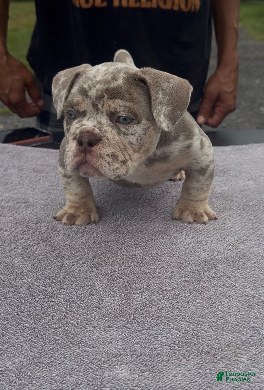 Mixed Breed dogs  Exotic bullies  - Ad 23