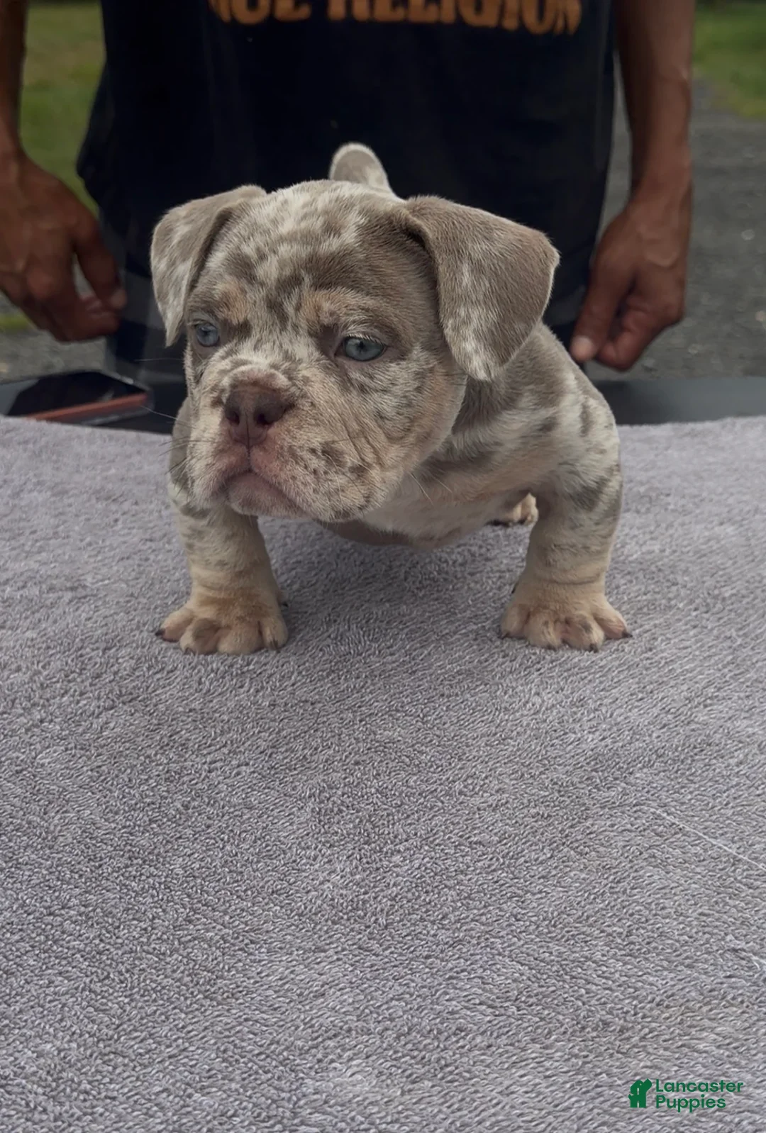 Mixed Breed dogs for sale:  Exotic bullies  - Ad 1