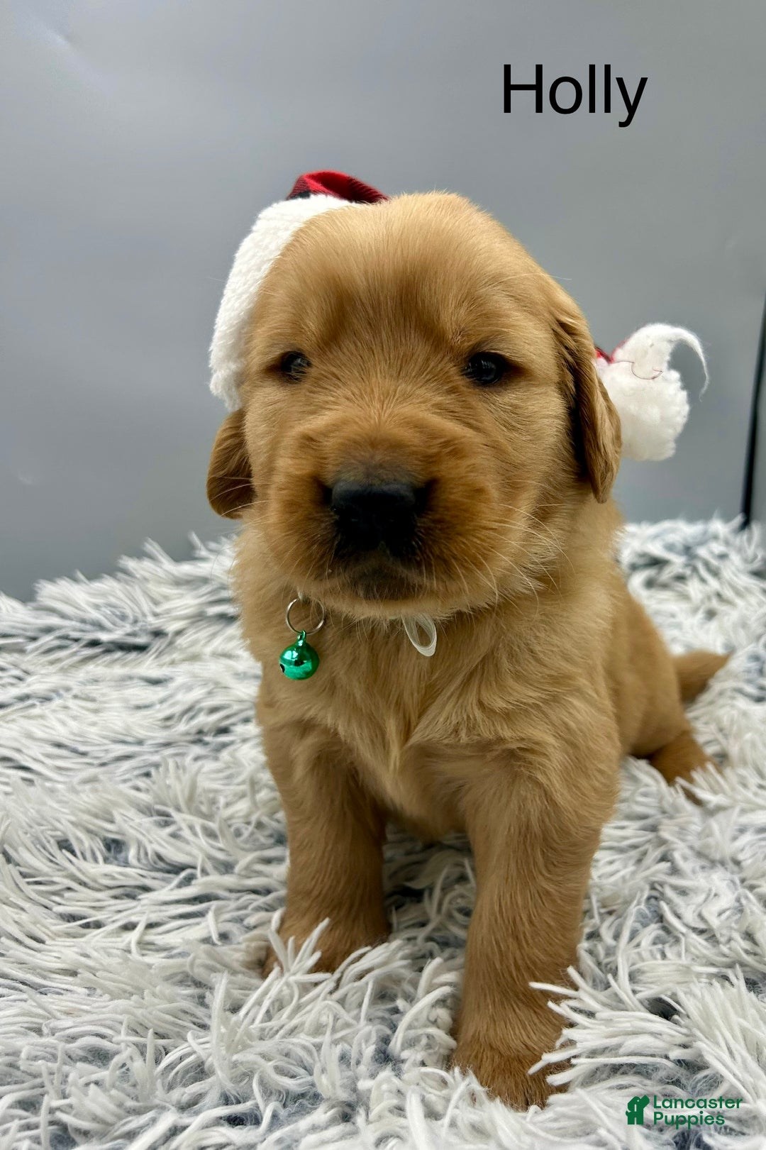 Golden Retriever dogs for sale: Golden Retriever Puppy -Holly - Ad 12