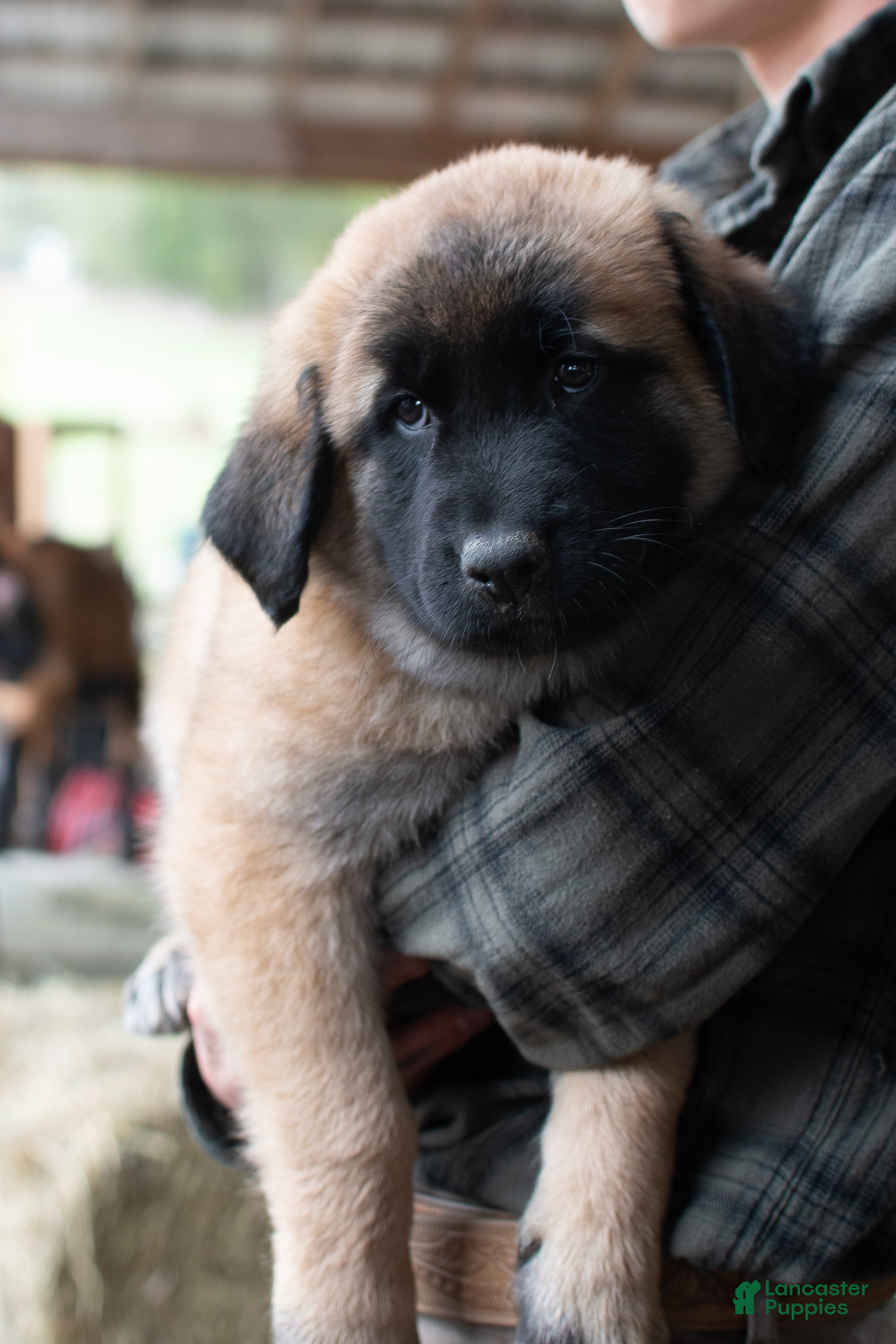 Estrela Mountain Dog dogs Alina "Defending Men" - Ad 1