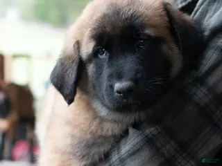 Estrela Mountain Dog dogs Alina "Defending Men" - Ad 1