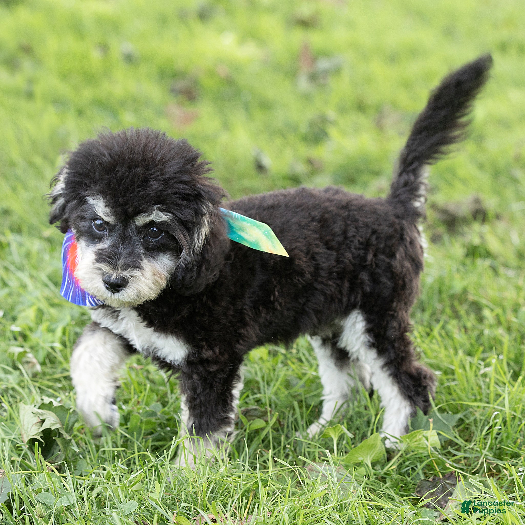 Maltipoo dogs Woody Maltipoo  - Ad 2