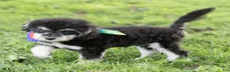 Maltipoo dogs for sale: Woody Maltipoo  - Ad 2